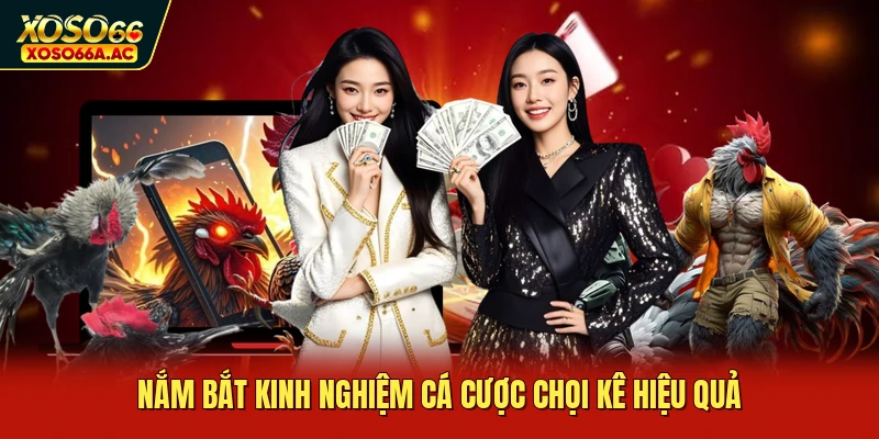 Nắm bắt kinh nghiệm cá cược chọi kê hiệu quả