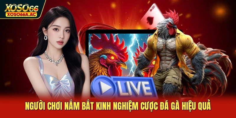 Người chơi nắm bắt kinh nghiệm cược đá gà hiệu quả